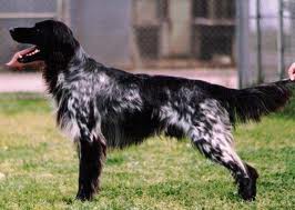 Grosser Münsterländer Vorstehhund